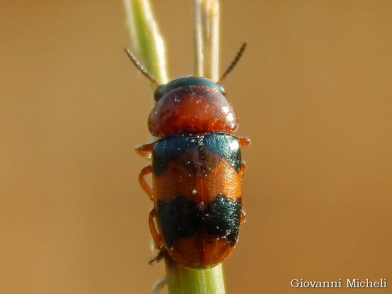 Chrysomelidae: Coptocephala unifasciata, maschio